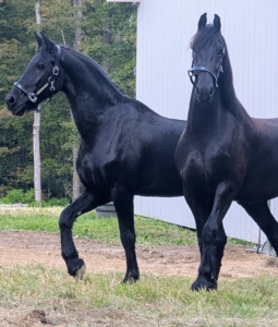 Ulysses and Stewart are now here at Cantitoe Corners, running through the field and exploring their new home. Welcome to my farm boys!