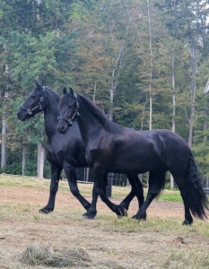 The Friesian is most often recognized by its bold black coat color. They have long, arched necks and well-chiseled, short-eared, “Spanish-type” heads. They also have powerful, sloping shoulders, compact, muscular bodies with strong hindquarters, and low-set tails.