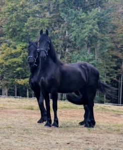 Such handsome boys - they're sure to love it here at Cantitoe Corners.