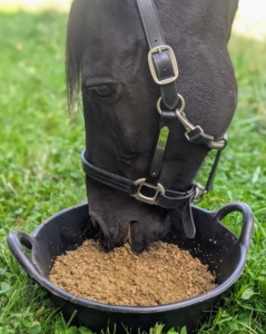 They also enjoy their grains and supplements. Here is Stewart eating his first meal. Of course, both horses already have new personalized halters.