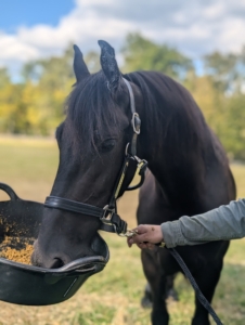Ulysses prefers more personal service. This bonded pair will transition slowly from what they have been eating at DER to their new diet here at the farm. It is crucial to follow a gradual switch to minimize digestive upset.