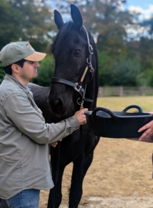 Juan Londoño, who works in my stable, is excellent with all the horses. Here he is with Stewart - they will be fast friends.
