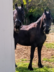 And here they ate looking at all of us from the other side of the run-in shed - always together.