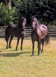 Friesians are loved for their excellent temperaments. They are gentle, affectionate, social, adaptable, and very eager to please. They are also highly intelligent and respond well to positive reinforcement training methods.