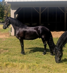 A Friesian horse has a long, thick mane and tail, often wavy, and “feather” long, silky hair on the lower legs always left untrimmed. These two horses are still in recovery and will fill out more as time progresses.
