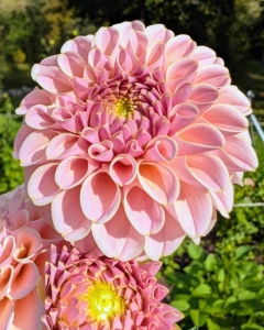 The dahlias are still blooming so beautifully and should continue producing an abundance of flowers until the first frost.