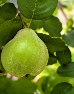 The quince fruits are developing excellently. The camera adjusts its focus quickly and accurately.