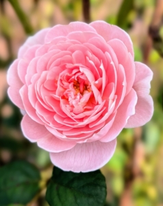 The Google Pixel 10 Pro XL also takes crisp flower photos. Here's a close up of a pink rose in my formal rose garden.