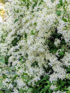 This sweet autumn clematis displays billowy masses of fragrant white flowers against bold colored green leaves.