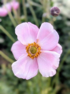 There was a gentle breeze at the time of this photo, but this late season Japanese anemone still looks very clear.
