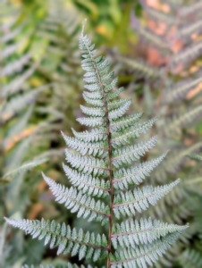 Here is a Japanese painted fern with its luminescent blue-green fronds and dark central ribs that fade to silver at the edges.