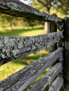 And this is the lichen close up on the 100-year old fence rails.