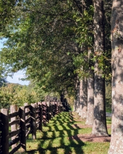 Over in the allée of pin oaks, this photo captures the afternoon shadows of my antique fencing.