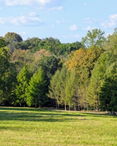 This is a long distance photo in my back field of trees just starting to show their fall colors.