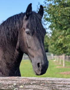 And then he came up right to the fence and said hello.