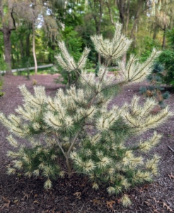 Burke’s Variegated Red Japanese Pine, Pinus densiflora, is a multi-stemmed evergreen with a distinctive and refined pyramidal form.
