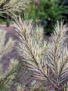 It features striking wide, horizontal, creamy yellow bands on each needle, which are visible year-round on rough branches.