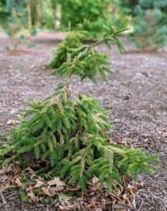 And this is a young Picea orientalis ‘Aurea,’ a Golden Oriental Spruce. It shows off dense, dark green foliage.