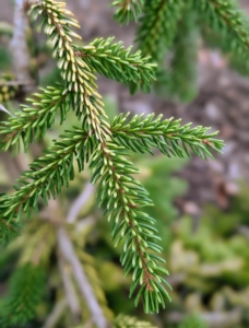 New growth emerges bright yellow, fading to rich gold with dark green in the plant’s interior.