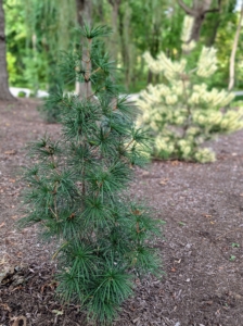 Umbrella pines are unique. The branches of young trees grow straight out and then become more pendulous as they mature.