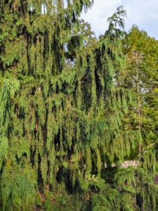 Callitropsis nootkatensis ‘Pendula’ or weeping Alaskan cedar, is a slender, strongly weeping form that grows to as much as 35-feet tall.