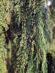 It has widely spaced ascending to horizontal branches with flattened sprays of blue-green leaves that hang downward.