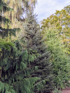 Once trees are mature, they need little maintenance except for regular mulching and removal of dead or diseased branches. I keep the ground well-mulched using material made right here at the farm.