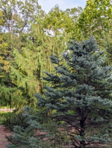 I hope this inspires you to try planting more unusual plants that can add both texture and color to your garden.
