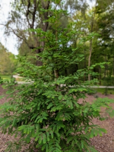 Perhaps you recognize this one - a dawn redwood, Metasequoia Glyptostroboides. I have planted plenty of these trees around my farm. This one was just planted here earlier this year.