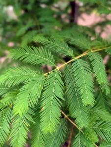 The dawn redwood has feathery, fine-textured needles that are opposite each other and approximately a half-inch long. Don’t confuse them with the bald cypress needles, which grow alternately. These dawn redwood needles will turn shades of red and brown before falling – it is one of the few deciduous conifers.