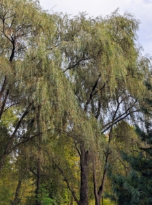 On one side of this pinetum are the tall weeping willows. Weeping willows are wide with beautiful curtains of drooping branches that sweep the ground. I have several groves of weeping willow trees here at my property.