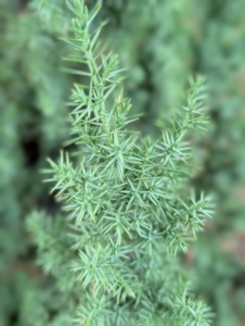 The foliage of the Obelisk Juniper is dark blue-green. Its needles are pointed and can grow up to a half-inch long.