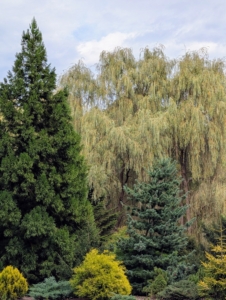 When I first bought my farm, I knew I wanted to plant many trees. This pinetum collection includes pine trees, but I have also included many spruces, firs, and other interesting evergreens.