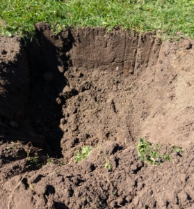When planting any tree, the hole should be twice the width of the root ball and equal in depth. This allows the tree's roots to spread easily and get the oxygen it needs. The sides should also be at an angle to help the roots get properly established.