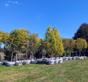 Here they are - 80 trees in all. 14 London planes, 1 Chinese elm, 23 hornbeam pillars, and 42 lindens.