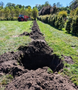 It is all done in an assembly line process. The crew prepares all 10 holes first, adds fertilizer and then some water.