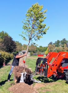 Then, one by one, each tree is carefully placed into its designated hole. Each one of these linden cylinders, Tilia cordata 'Greenspire' Cylinder, trees is tall and heavy. Adan helps to hold the tree as it is lowered.