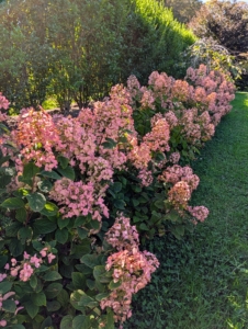 I shared how unsure I was at first about having these hydrangeas here, but they are doing so well.