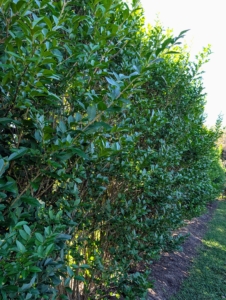 We all remarked how wonderful the privets, Ligustrum ovalifolium, are doing. These privets, along with many of the other plantings in this maze, including the London planes, yews, boxwood, and the American sweetgums, are from Select Horticulture in nearby Pound Ridge. All of them are beautifully rooted, strong, and in excellent condition.