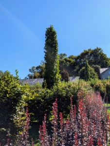 This is one of several Liquidambar styraciflua ‘Slender Silhouette’ trees, American sweetgums, planted in my maze. As these mature, they will maintain their erect, columnar form, growing up to 50 feet tall and only about four-feet wide.