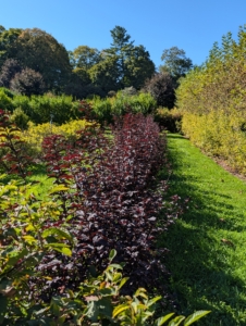 Dan, Dennis, and Bill noticed the growing ninebark. This variety is Little Devil Ninebark, Physocarpus opulifolius ‘Donna May.’ These shrubs are also thriving here in the maze.