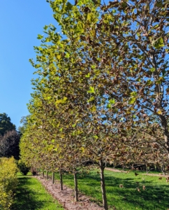 Here is a selection of Platanus acerifolia ‘Bloodgood’ trees, also known as London planes.