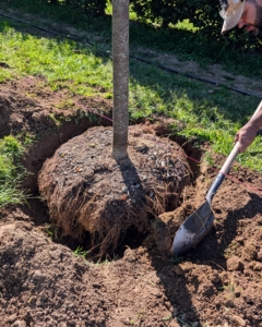 A crucial step in growing healthy trees is to plant them at the proper depth. Planting a tree too deep can kill it. Plant it only at its flare – the bulge just above the root system where the roots begin to branch away from the trunk. Digging a wide planting hole helps to provide the best opportunity for roots to expand into its new growing environment.