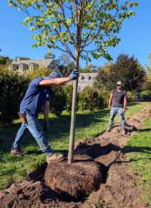 Alex and Adan make sure the tree is completely straight with its best side facing inward before backfilling.
