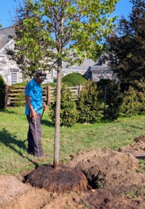 These trees need a good drink, so Pasang adds more water before they are completely backfilled.