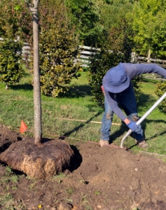 Next, the hole is backfilled and tamped down lightly to establish good contact between the soil and the tree’s root ball.