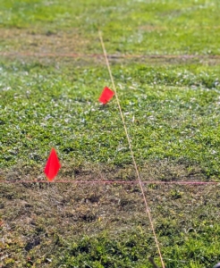 Landscape twine and flags indicate the areas to be stripped and the exact locations where each tree will be placed.
