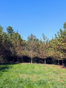 I planted these trees in early November 2022. They are planted in a rectangle with two long rows and two short rows and an open space in the center. These trees are large shade trees with broad open crowns.