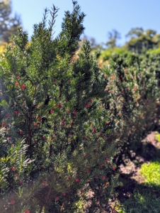 We passed by the row of Hick’s yews with dense, glossy, green foliage that naturally form a narrow habit.