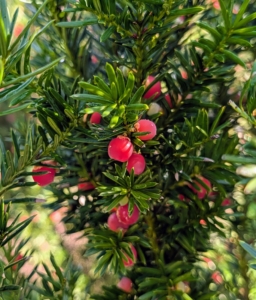 Right now they are showing off berries, or red drupes, which come out in late summer and persist through fall.